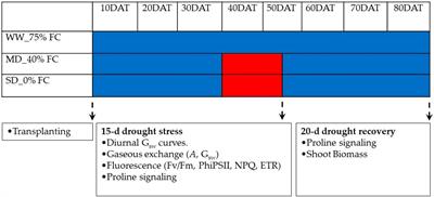 Genotype-specific morphophysiological adaptations and proline accumulation uncover drought adaptation complexity in hemp (Cannabis sativa and Cannabis indica)